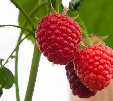 Beauty life style classic