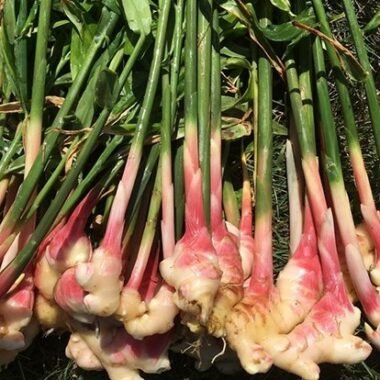 How Fake News is Infiltrating Fashion