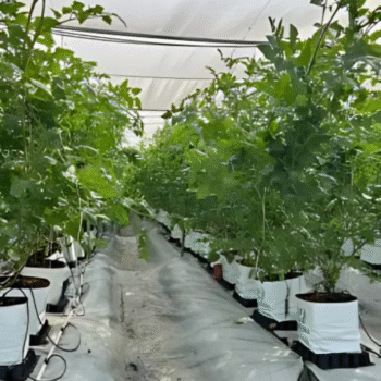 Hydro Max - Open Top Grow Bag