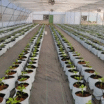 Hydro Plus - Open Top Grow Bag