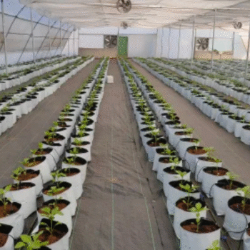 Hydro Plus - Open Top Grow Bag