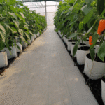 Hydro Max + Open Top Grow Bag