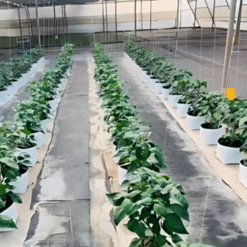 Hydro Pro - Open Top Grow Bag