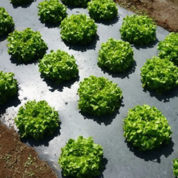 Green Sphere Berry Film Roll - 5.5m x 75m - 180 Micron Plastic